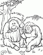 Ausmalbilder Affe 11