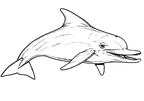 Ausmalbilder Delphin 2