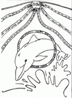 Ausmalbilder Delphin 7