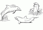 Ausmalbilder Delphin 12