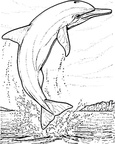 Ausmalbilder Delphin 19