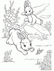 Ausmalbilder Kaninchen 1
