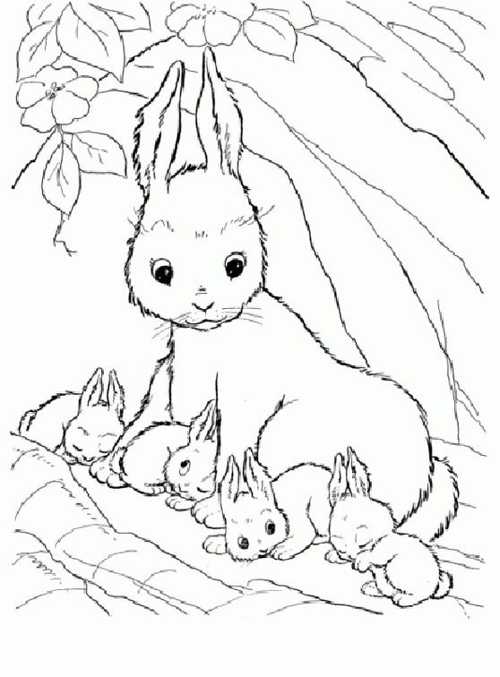 Tiere Kaninchen Ausmalbilder Kostenlos Kinder lieben es einfach tiere auszumalen und kaninchen stellen da keine ausnahme dar. ausmalbilder kostenlos