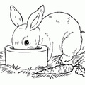 Ausmalbilder Kaninchen 6