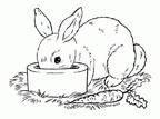 Ausmalbilder Kaninchen 6