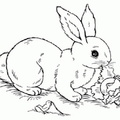 Ausmalbilder Kaninchen 5
