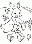 Ausmalbilder Kaninchen 7