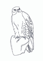 Ausmalbilder Vogel 31