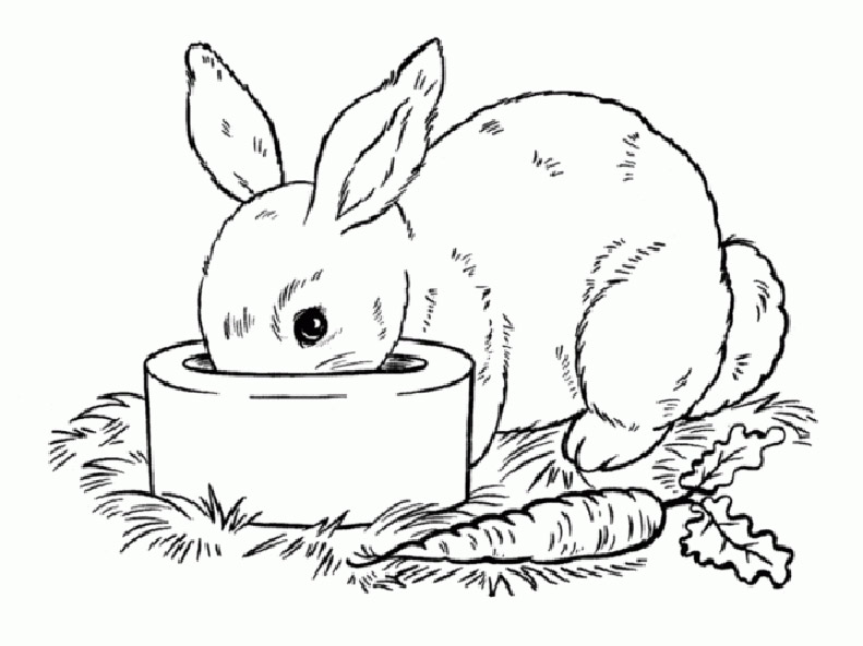 Ausmalbilder Kaninchen 6 | Ausmalbilder Kostenlos